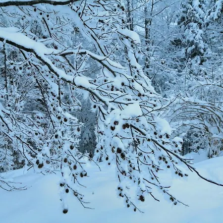 Tarin Zov Kaludjerske Bare