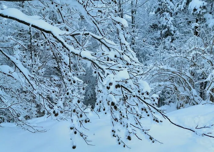 Tarin Zov Kaludjerske Bare